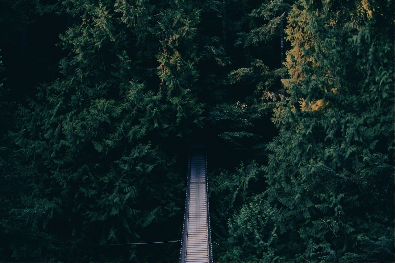 Marin County forest bridge